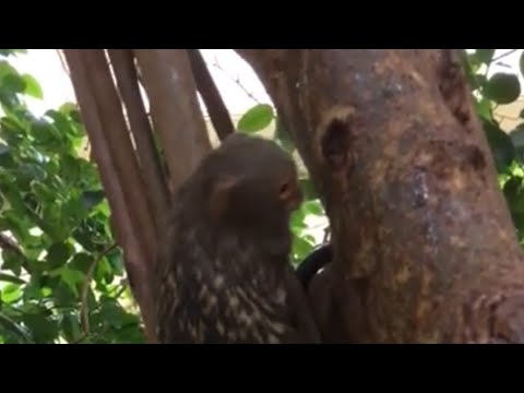 what does the pygmy marmoset eat what does the pygmy marmoset eat