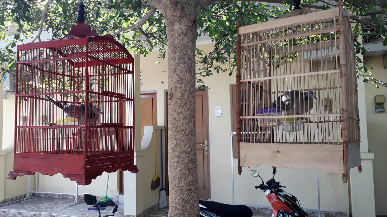 Kicau burung Terkukur.. 