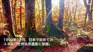 SHIRAKAMIへ行こう - 世界自然遺産白神山地(白神山地財団)