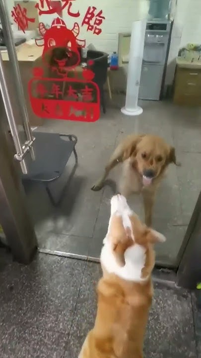 these-dogs-are-all-bark-and-no-bite-youtube