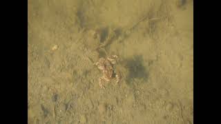 3 ropuchy obecné, které plavou ve vodě v době rozmnožování. Common toad, ropucha obecná, Bufo bufo.