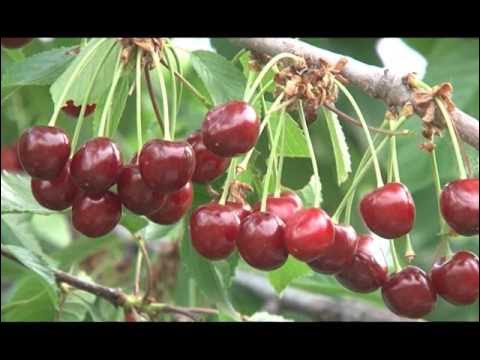 Черешня колоновидная хелена. Черешня троснянская. Черешня бигарро бурлат. Черешня ленинградская дерево. Черешня.