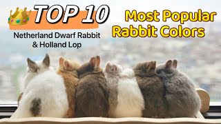 Top 10 Most Popular Rabbit Colors Compilation: Netherland Dwarf Rabbit & Holland Lop