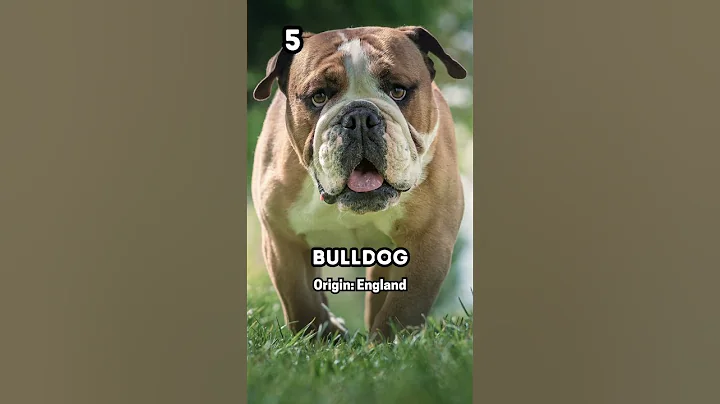 Top10 Most Popular Dog Breeds #shorts #youtubeshorts #youtube #viral #top10 #reels #dog #dogbreeds