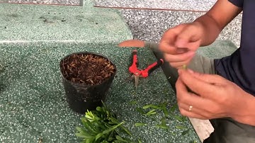 Hướng dẫn giâm cành tùng kim cương | nhân giống tùng kim cương | BonsaiTG