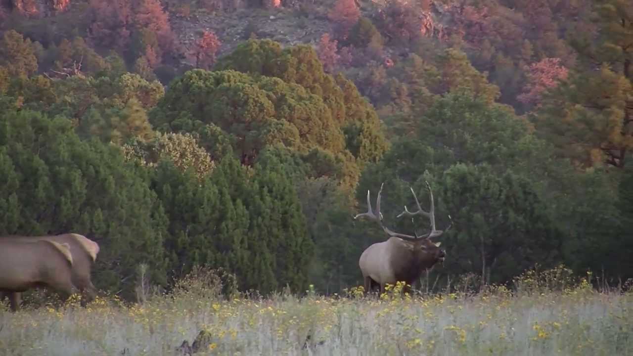 AZ Game and Fish Commission History - YouTube