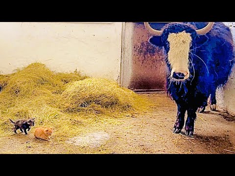 Такая ПРЕЛЕСТЬ! Огромный ЯК оберегает маленьких котят! Мы снова в Аскания-Нова!
