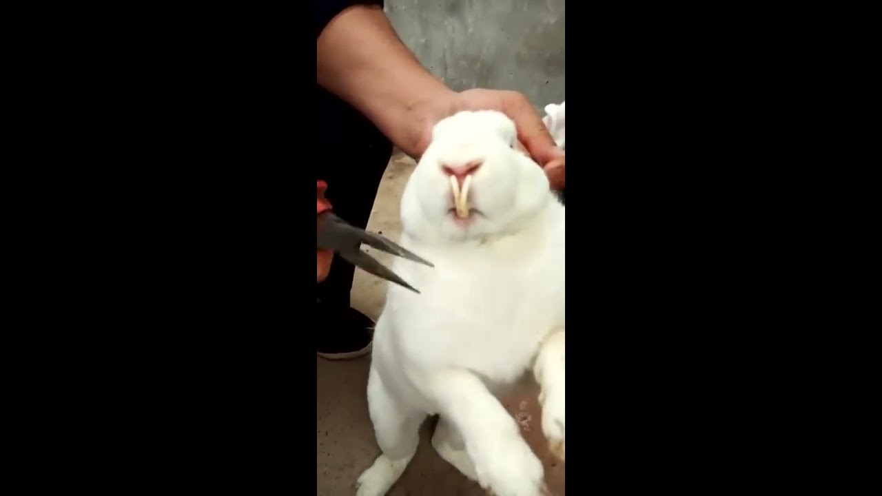RABBIT MOM You Can T Guess How Many To Go In Videos Cute Moment Never Know Before Yt 297