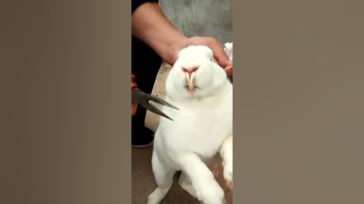 RABBIT MOM 🐇🐰 you can't guess how many to go in, Videos Cute moment you never know before #yt #297