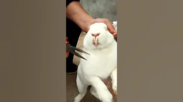 RABBIT MOM You Can T Guess How Many To Go In Videos Cute Moment You Never Know Before Yt 297 