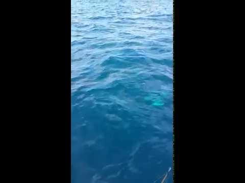 Pulau pemanggil 2014