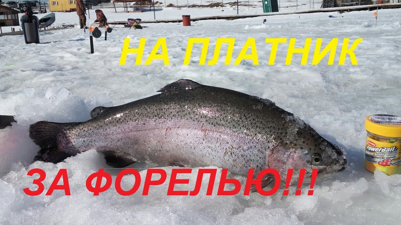 Креветка на форель зимой. Зимний удильник на форель. Снасть на форель. Ловля на пасту. Форель на пасту на платнике осенью.