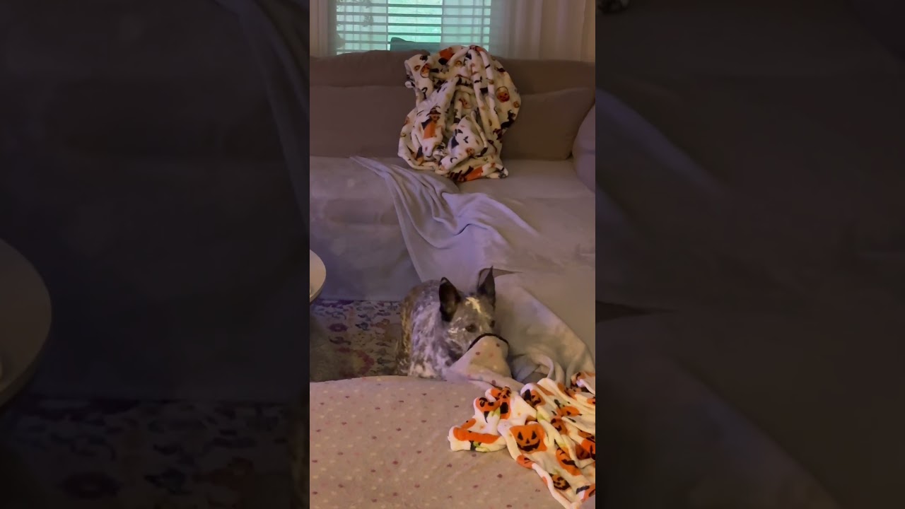 #shorts #fyp #olddog #silly #short #funny #meme #puppy #zoomies