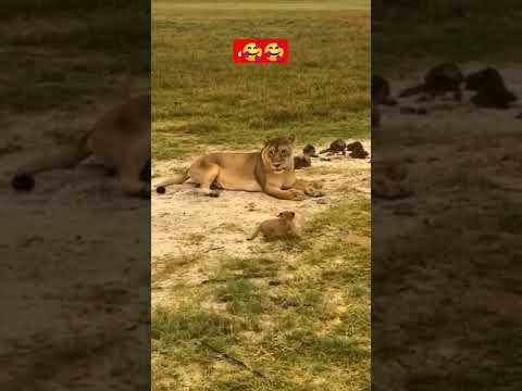شبل صغير كيوت