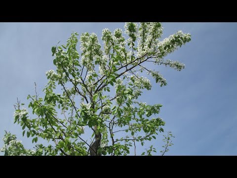 Старая груша