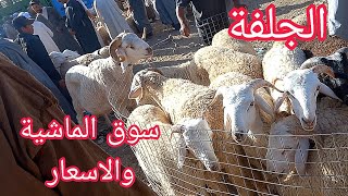 اسعار اضحية العيد في ولاية الجلفة | سوق المواشي تابع عين الرومية ج2