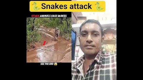 "Snakes Attack Any Animal 🐍 | Shocking Snake Attacks Caught on Camera | Viral Wildlife 2025"