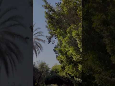 فينك يا زميلي معايا حكايه فولو لايك كومنت اكسبلور Explore Foryou Trending