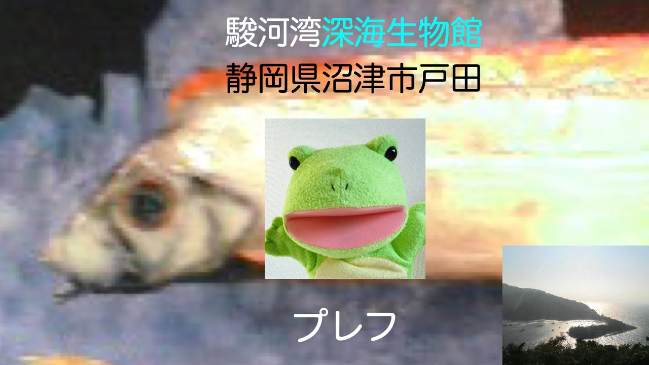 駿河湾深海生物館 Youtube 駿河湾深海生物館 Youtube