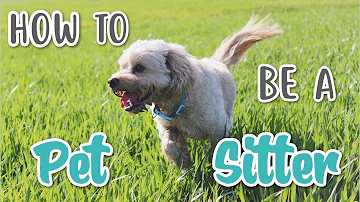 Come cercare un dog sitter?