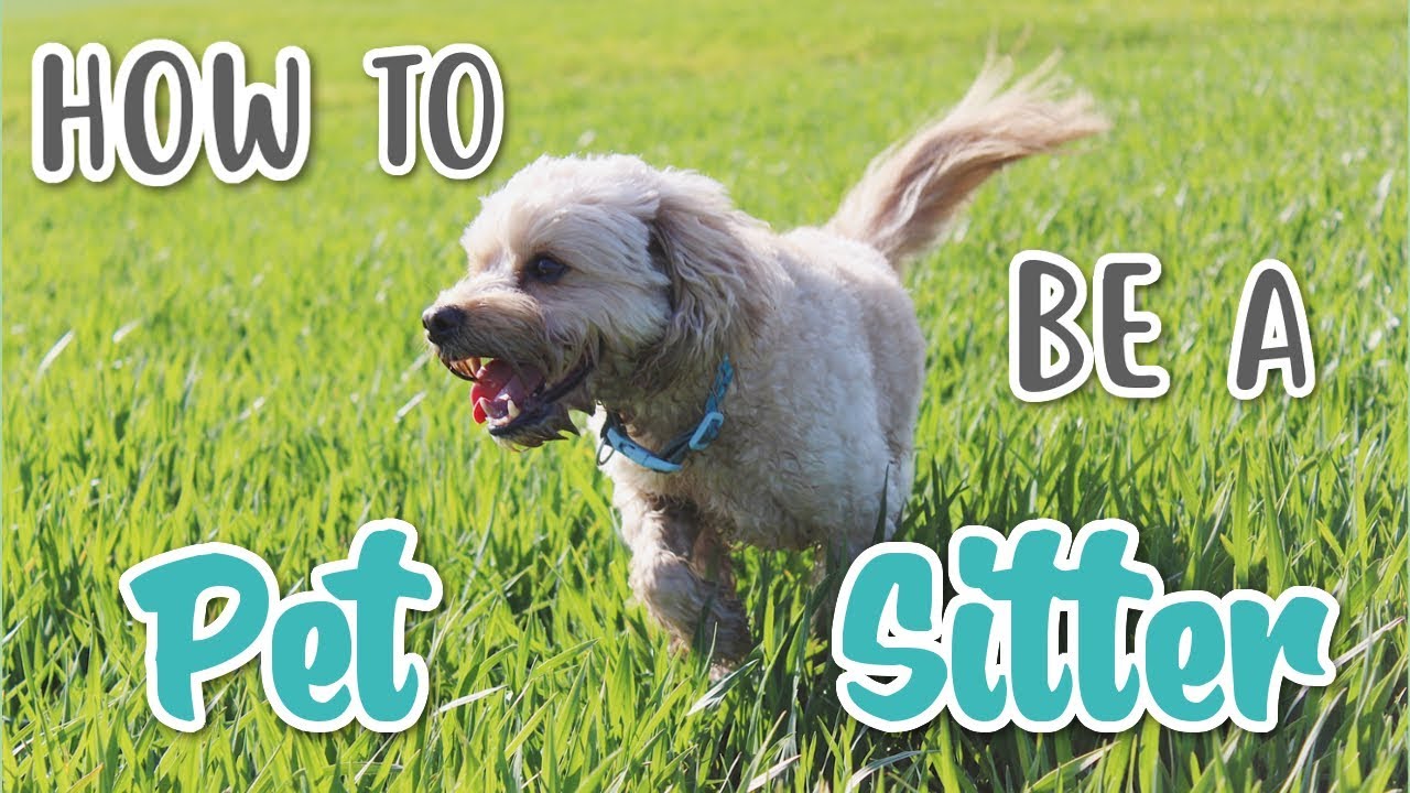 HOW TO BE A PET SITTER YouTube