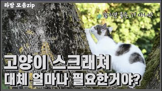 고양이 스크래쳐의 비밀 feat. 냥신 화내는거 아님