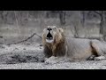 Amazing lion roar at gir sasan gujarat