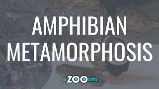 Amphibian Metamorphosis | The Life Cycle of a Frog | EdZOOcating Adventures