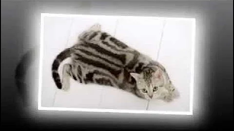 Video 1333681: american shorthair, breed american, cat american, shorthair facts