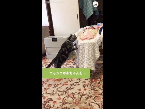 【子守に挑戦するニャンコ】→しかし、ゴロゴロする赤ちゃんを見ていたら…♡