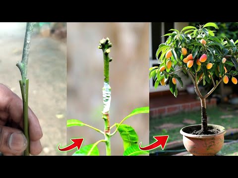 Mango plant stone