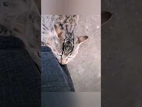 Это такая любовь 💞, ревность 💔 или кот 😻 просто хочет жрать? 🍜🍗🥩