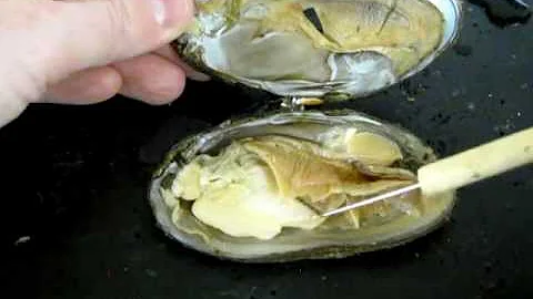 Como um bivalve típico se enterra?