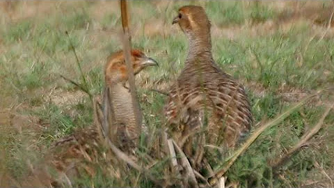 hunting partridge jungle mein Shikar kaise karen t...