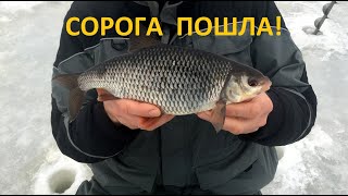 картинка: КРУПНЯК на МЕЛИ! Дикие поклёвки! Последний лёд, безнасадка.