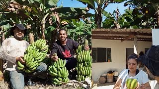 colhendo bananas, ela veio me visitar, tomamos água de coco fiquei muito feliz