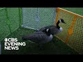 Goose gets surprise visitor while recovering from surgery