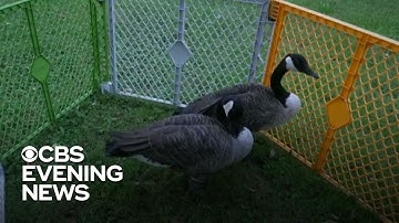 Goose gets surprise visitor while recovering from surgery