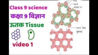 class 9 science | tissue | कक्षा 9 विज्ञान ऊतक | ऊतक