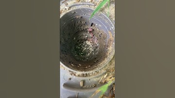 Checking the termite ￼bait stations.