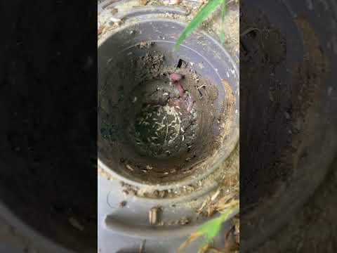 Checking the termite