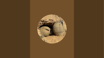 Live Metal Detecting Gold Hunting #metaldetecting #shortsfeed #viral #metaldetector #treasure