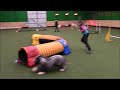 Click to View : Agility trénink DAB - Tůža 2. 1. 2017