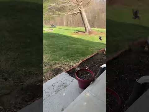 The Wind blew