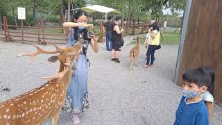 Bambi land in Yilan