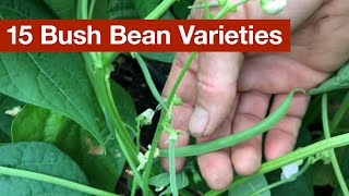 15 Bush Bean Varieties