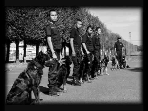 Centre de formation securite, entrainement chien de Centre de formation securite, entrainement chien de