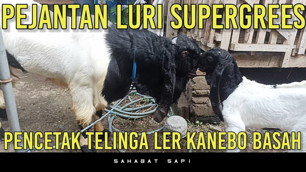 PEJANTAN TELINGA SUPER PANJANG LURI SUPERGGREES | BERAPA BIAYA PACEKNYA ?