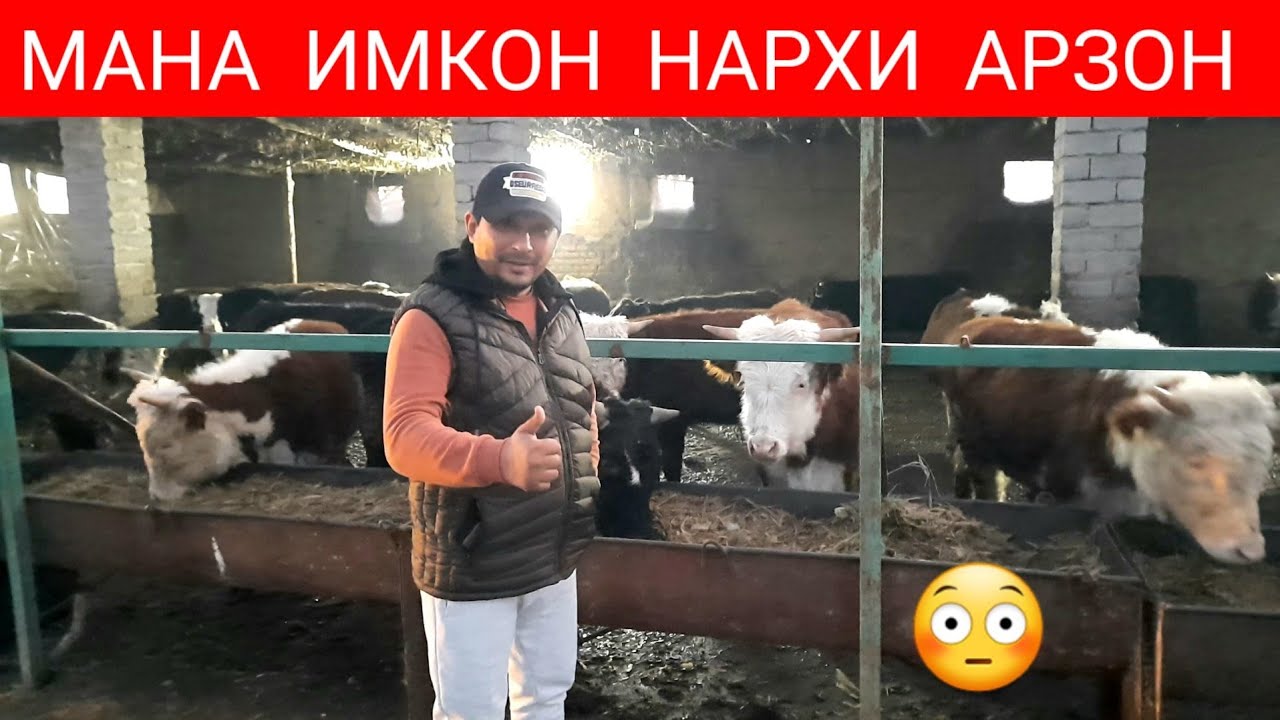 АРЗОНЧИ АКА РОСДАН ШУНАКА НАРХМИ😳☎️996488623 - YouTube