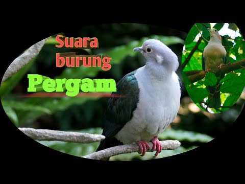 Repeat Suara Burung Punai Tanah Delimukan By Kondo Buleng